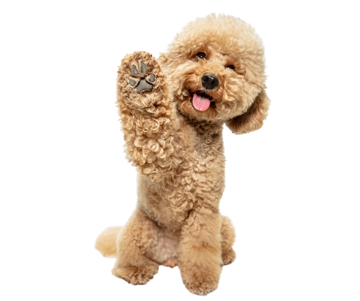 Fluffy dog with one paw up