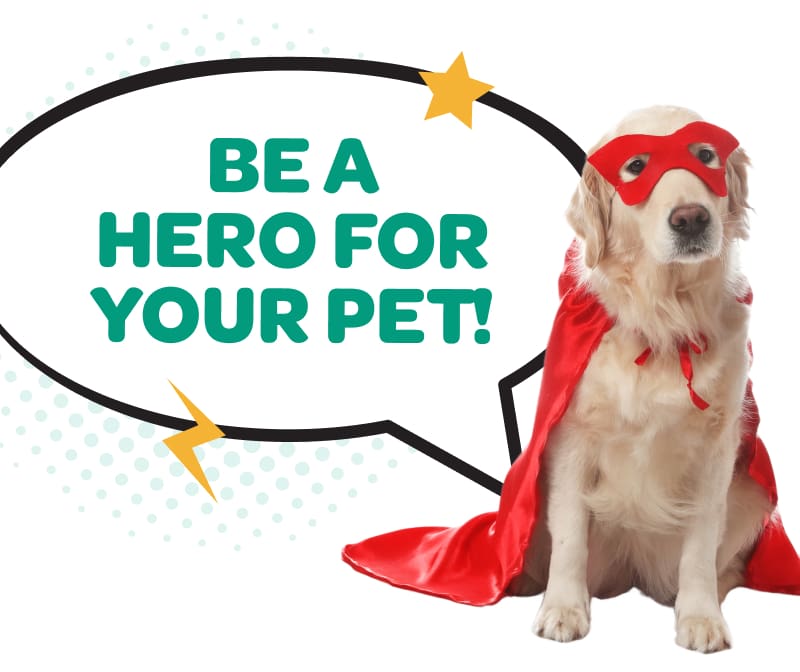 Young golden retriever wearing mask and cape, like a super hero